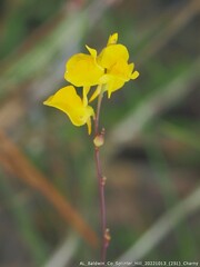Utricularia juncea