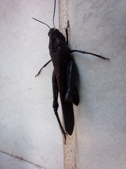 Arphia pseudonietana