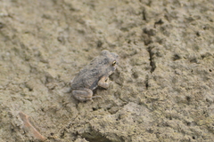 Incilius marmoreus