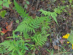 Pelazoneuron kunthii