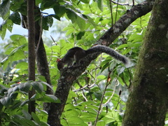Sciurus variegatoides
