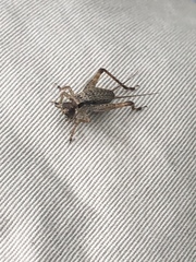 Cardiodactylus guttulus