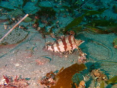 Oxylebius pictus