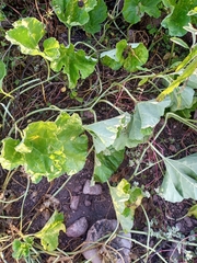 Apodanthera undulata