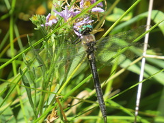 Somatochlora semicircularis