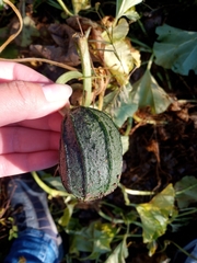 Apodanthera undulata