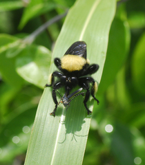 Laphria macquarti