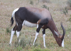 Damaliscus pygargus pygargus