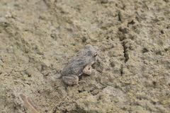 Incilius marmoreus