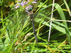 Somatochlora semicircularis