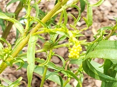 Solidago pinetorum