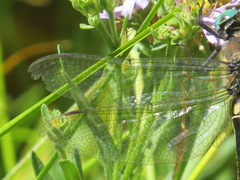 Somatochlora semicircularis