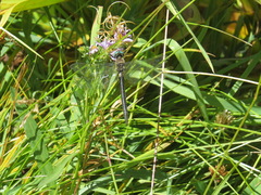 Somatochlora semicircularis