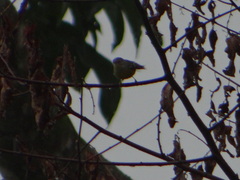 Leiothlypis ruficapilla