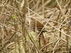 Furnariinae