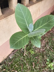 Calotropis procera