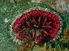 Urticina mcpeaki