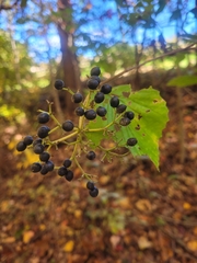 Viburnum