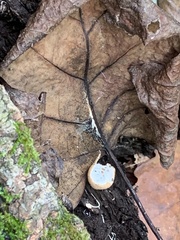 Apioperdon pyriforme