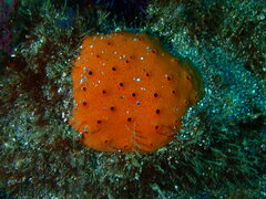 Dragmacidon mexicanum