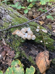 Apioperdon pyriforme