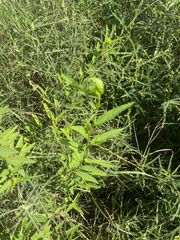 Melochia corchorifolia