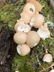 Apioperdon pyriforme