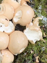 Apioperdon pyriforme