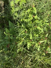 Melochia corchorifolia