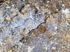 Loxosceles yucatana