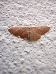 Idaea distinctaria