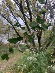 Malus ioensis
