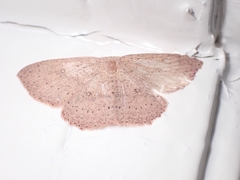 Cyclophora myrtaria