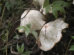 Coprinopsis romagnesiana