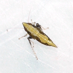 Scaphoideus