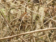 Furnariinae