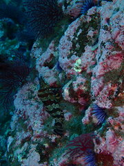Oxylebius pictus