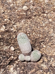 Escobaria chihuahuensis