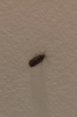 Hofmannophila pseudospretella