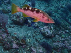 Sebastes serranoides