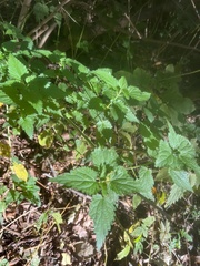 Urtica dioica