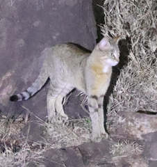 Felis lybica cafra