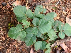 Rubus ursinus
