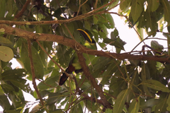 Aulacorhynchus prasinus