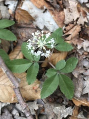 Panax trifolius