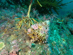 Megastraea undosa