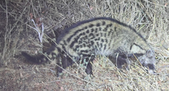 Civettictis civetta