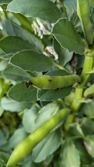 Vicia faba