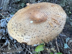 Pholiota squarrosa