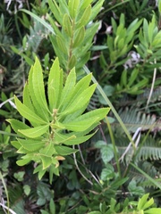 Morella californica